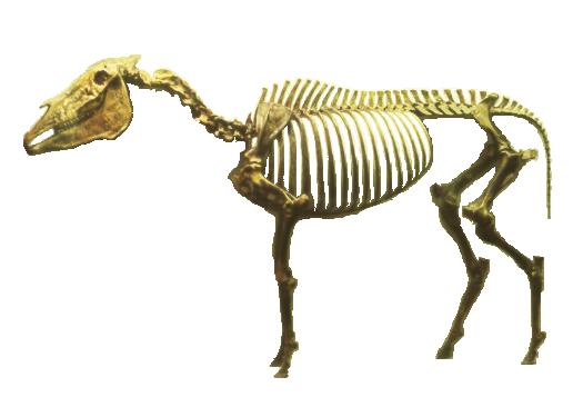 Fossil Horse