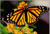 Monarch Butterfly