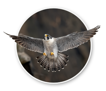 A peregrine falcon in flight. The official state raptor of Idaho.