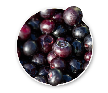 A group of freshly picked and washed huckleberries. The official state fruit of Idaho.